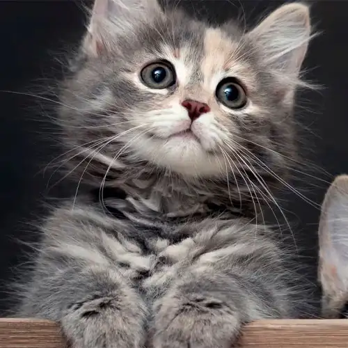 gato sorprendido